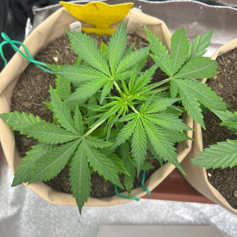 Berta growlog photo: Mangelerscheinungen weiterhin auf dem Weg der Besserung 