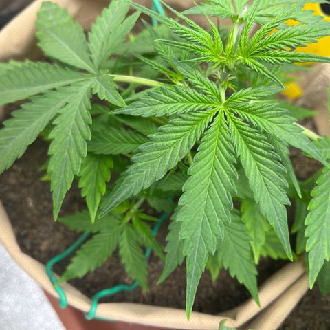 Berta growlog photo: Mangelerscheinungen weiterhin auf dem Weg der Besserung 