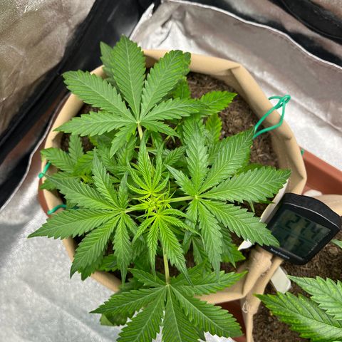 Berta growlog photo: Heute steht nix weiter auf dem Plan, einfach nur wachsen ☺️