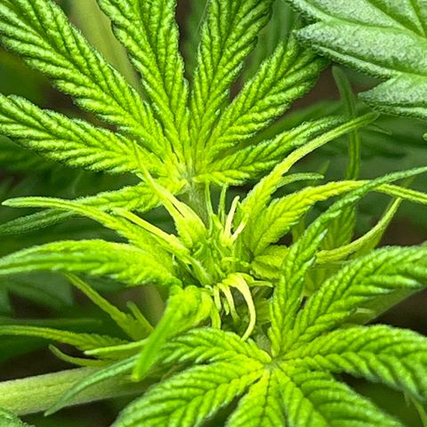 Berta growlog photo: Heute steht nix weiter auf dem Plan, einfach nur wachsen ☺️