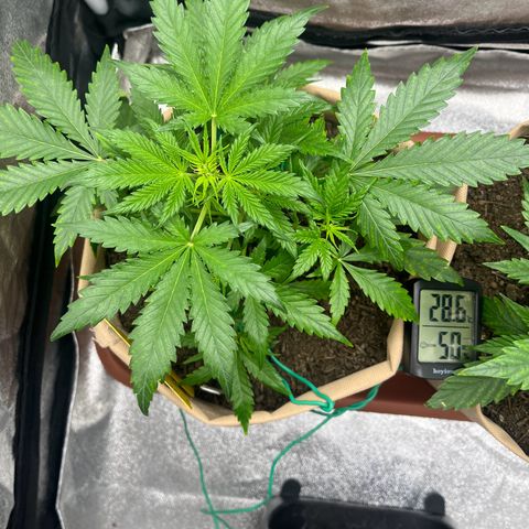 Berta growlog photo: Heute waren es wieder knapp 30 Grad, im Zelt dann 28