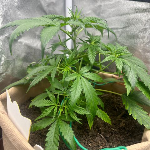 Berta growlog photo: Heute waren es wieder knapp 30 Grad, im Zelt dann 28
