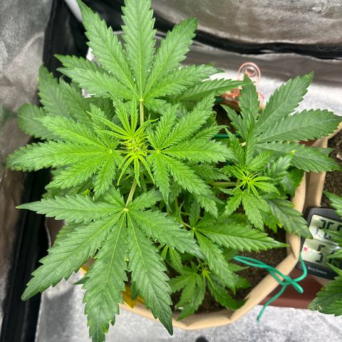 Berta growlog photo: Heute Nachmittag sah sie noch gut aus, zum Ende des Tages zeigt sie Krallenbildung und die Blätter wirken porös und trocken an den Spitzen. 
Es war im Zelt heute sehr warm, teilweise auch mal 30 Grad