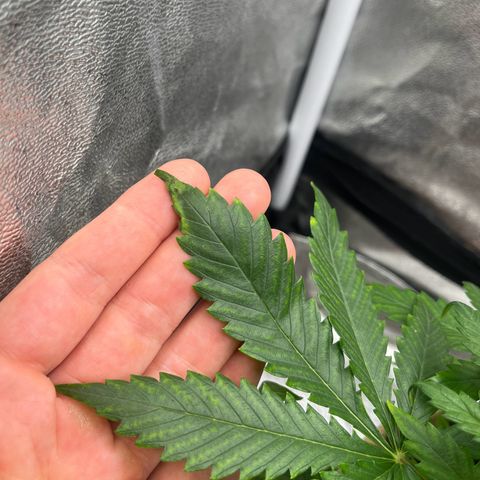 Berta growlog photo: Heute Nachmittag sah sie noch gut aus, zum Ende des Tages zeigt sie Krallenbildung und die Blätter wirken porös und trocken an den Spitzen. 
Es war im Zelt heute sehr warm, teilweise auch mal 30 Grad