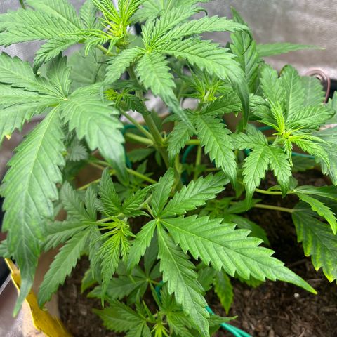 Berta growlog photo: Heute Nachmittag sah sie noch gut aus, zum Ende des Tages zeigt sie Krallenbildung und die Blätter wirken porös und trocken an den Spitzen. 
Es war im Zelt heute sehr warm, teilweise auch mal 30 Grad