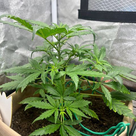 Berta growlog photo: Heute Nachmittag sah sie noch gut aus, zum Ende des Tages zeigt sie Krallenbildung und die Blätter wirken porös und trocken an den Spitzen. 
Es war im Zelt heute sehr warm, teilweise auch mal 30 Grad