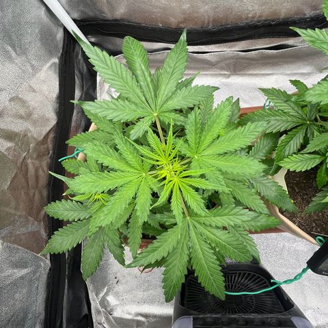 Berta growlog photo: Sieht heute etwas besser aus. 
Nächstes Gießen nur mit ALG-A-MIC und CalMag, Stickstoffüberdüngung wäre möglich 