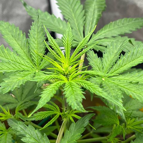 Berta growlog photo: Sieht heute etwas besser aus. 
Nächstes Gießen nur mit ALG-A-MIC und CalMag, Stickstoffüberdüngung wäre möglich 