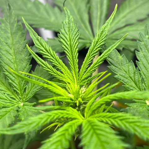 Berta growlog photo: Sieht heute etwas besser aus. 
Nächstes Gießen nur mit ALG-A-MIC und CalMag, Stickstoffüberdüngung wäre möglich 