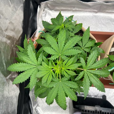 Berta growlog timeline photo