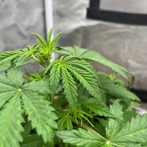 Berta growlog timeline photo