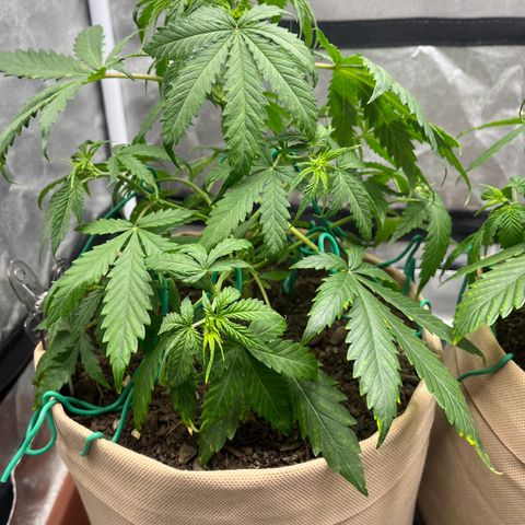 Berta growlog photo: Nach dem Zuschnitt und dem LST Blätter neu sortieren