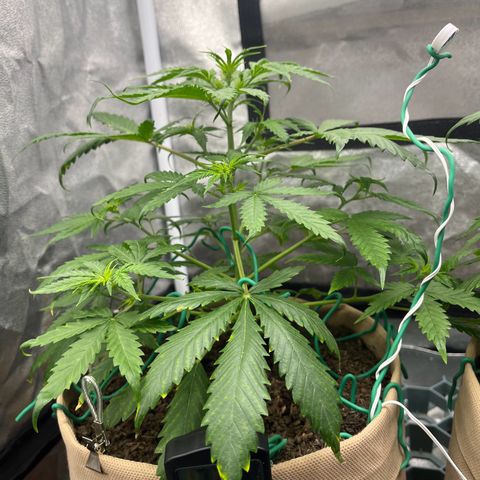 Berta growlog photo: Nach dem Bewässern gestern sind sie heute wieder vital. Ein bisschen das Laub sortiert (LST)