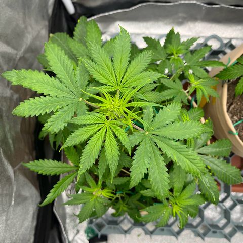 Berta growlog timeline photo