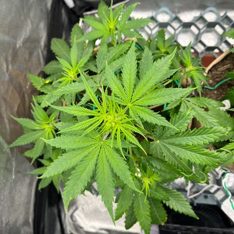 Berta growlog timeline photo