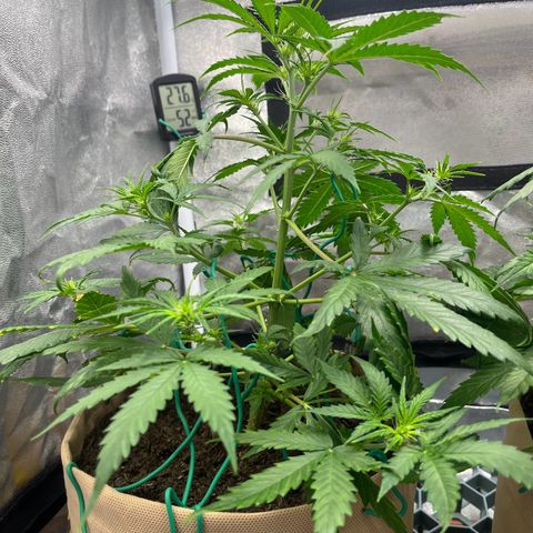 Berta growlog timeline photo