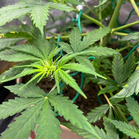 Berta growlog timeline photo