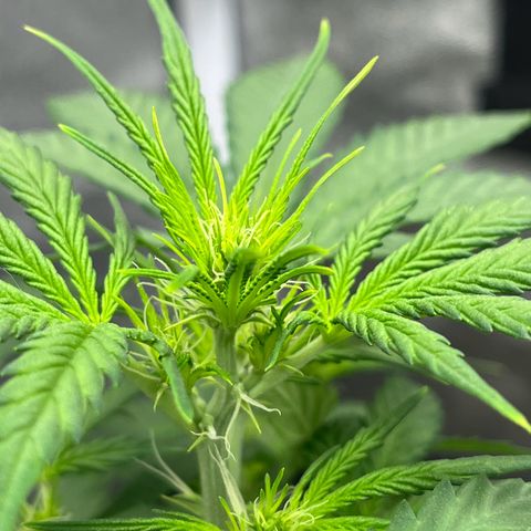 Berta growlog timeline photo
