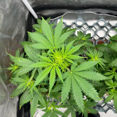 Berta growlog timeline photo