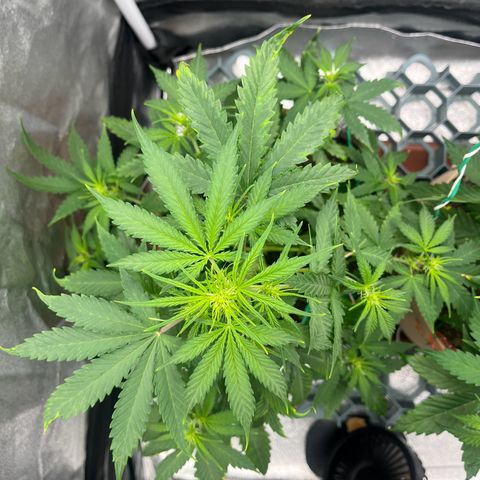 Berta growlog photo: Etwas freigeschnitten 