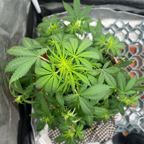 Berta growlog photo: Etwas freigeschnitten 