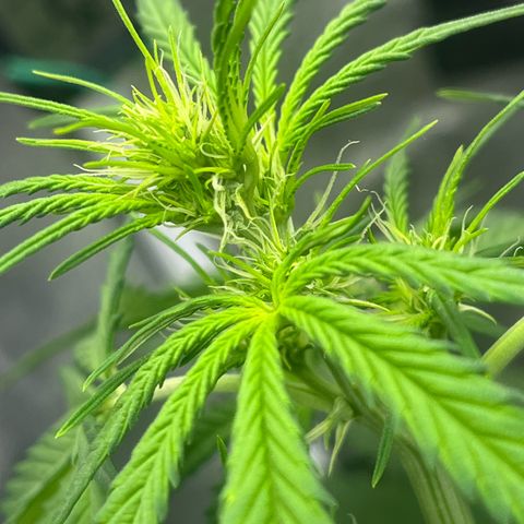 Berta growlog timeline photo