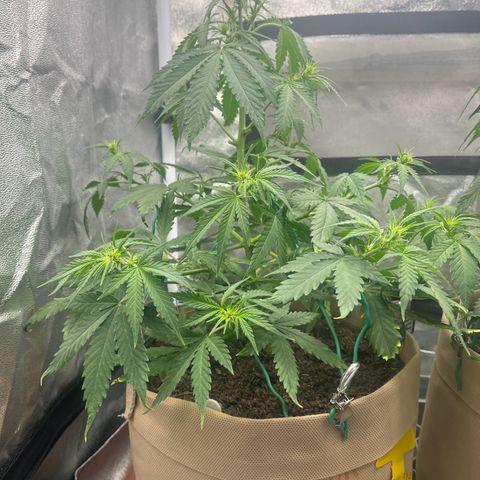 Berta growlog timeline photo