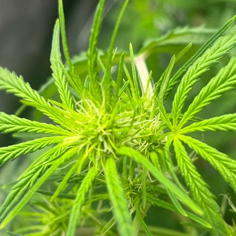 Berta growlog timeline photo