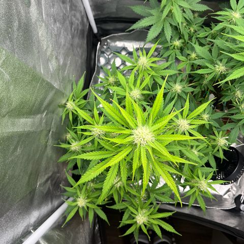 Berta growlog timeline photo