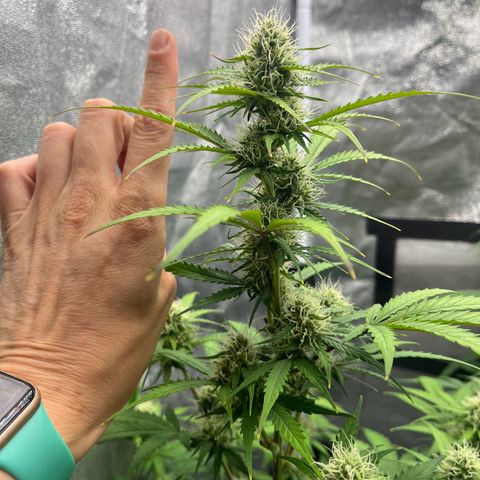 Berta growlog timeline photo