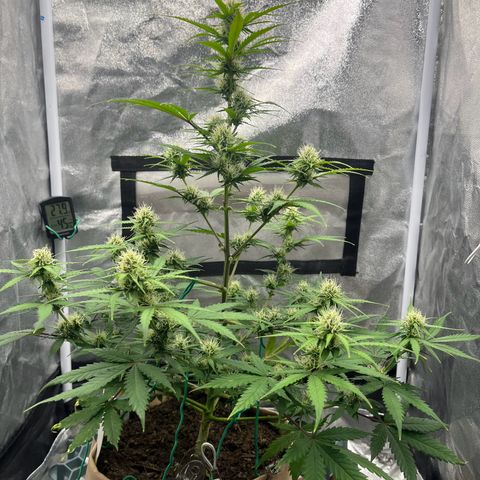 Berta growlog timeline photo