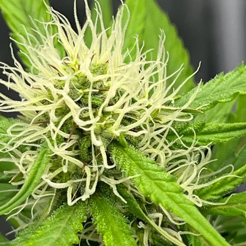 Berta growlog timeline photo