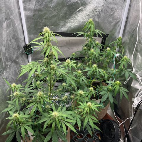 Berta growlog photo: Nach dem Beschneiden 