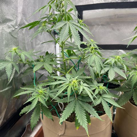 Berta growlog photo: Auch hier n Ticken zu spät gegossen 