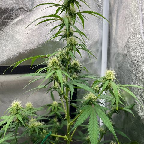 Berta growlog photo: Nach dem Beschneiden 