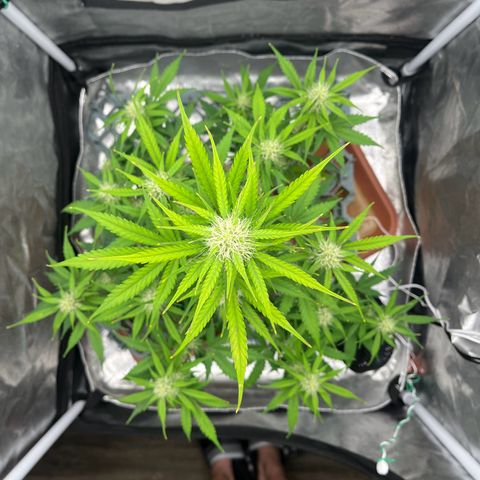 Berta growlog timeline photo