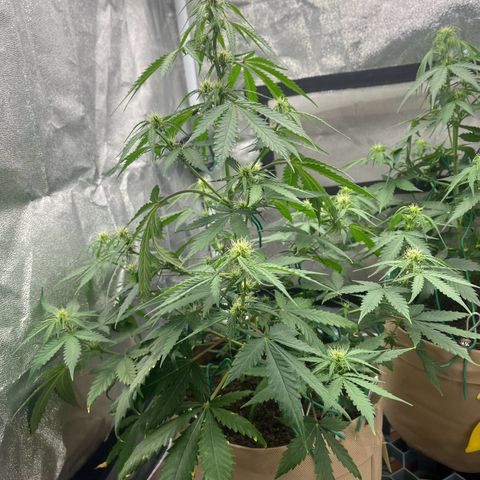 Berta growlog timeline photo