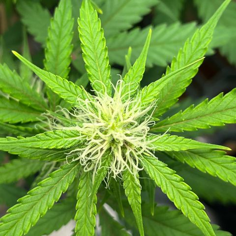 Berta growlog timeline photo