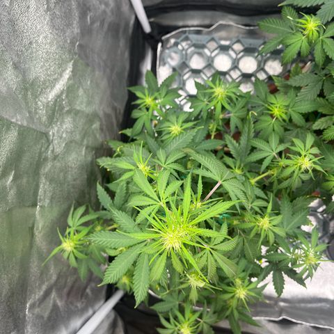 Berta growlog timeline photo