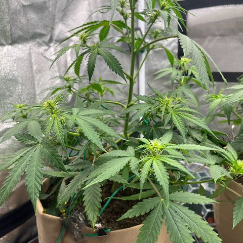 Berta growlog timeline photo