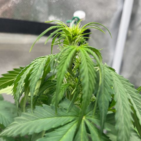 Berta growlog photo: Sie war schon etwas durstig am abends gegen 20:30 uhr 