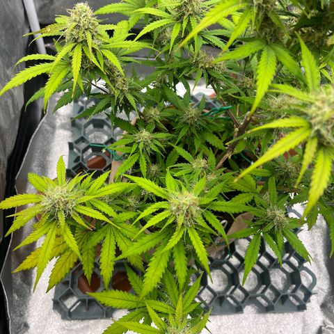 Berta growlog timeline photo