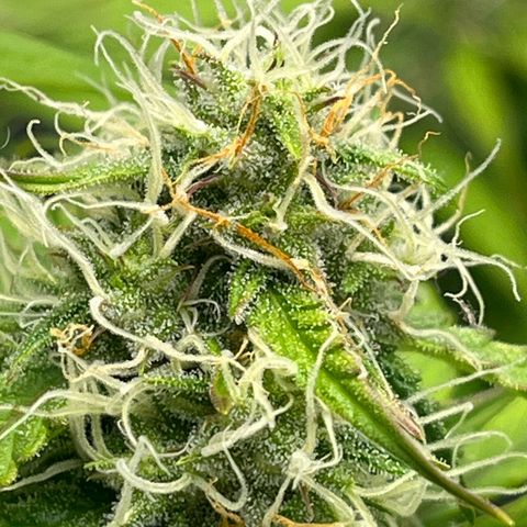Berta growlog timeline photo