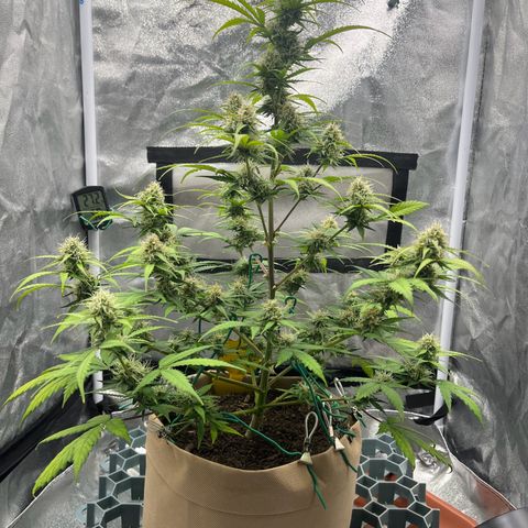 Berta growlog timeline photo