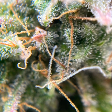 Berta growlog timeline photo
