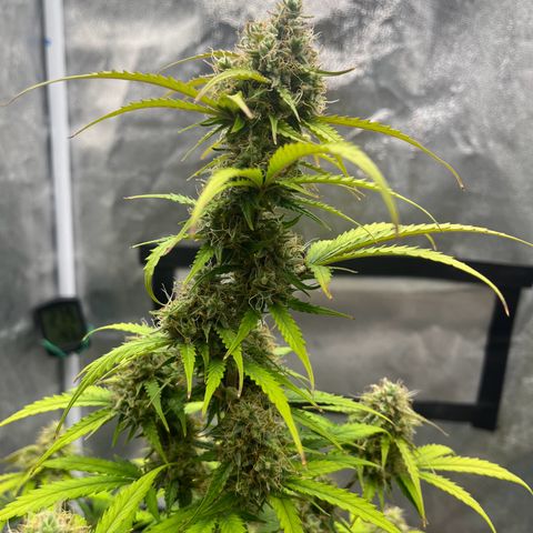 Berta growlog timeline photo