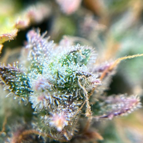 Berta growlog timeline photo