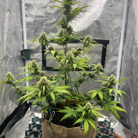 Berta growlog timeline photo