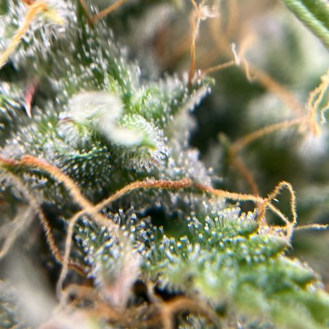 Berta growlog timeline photo