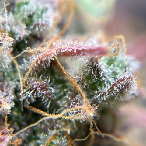 Berta growlog timeline photo